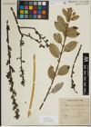 Foto von Salix myrsinifolia Salisb.